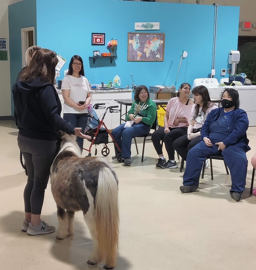horse at life enrichment academy