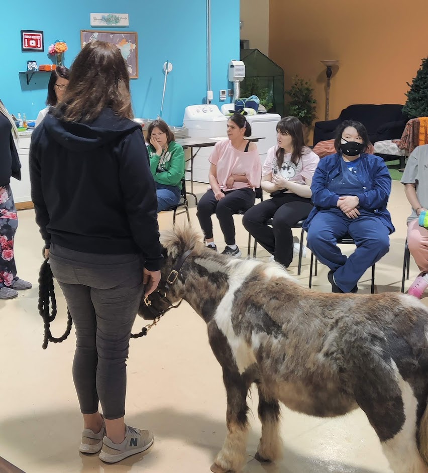 horse at life enrichment academy