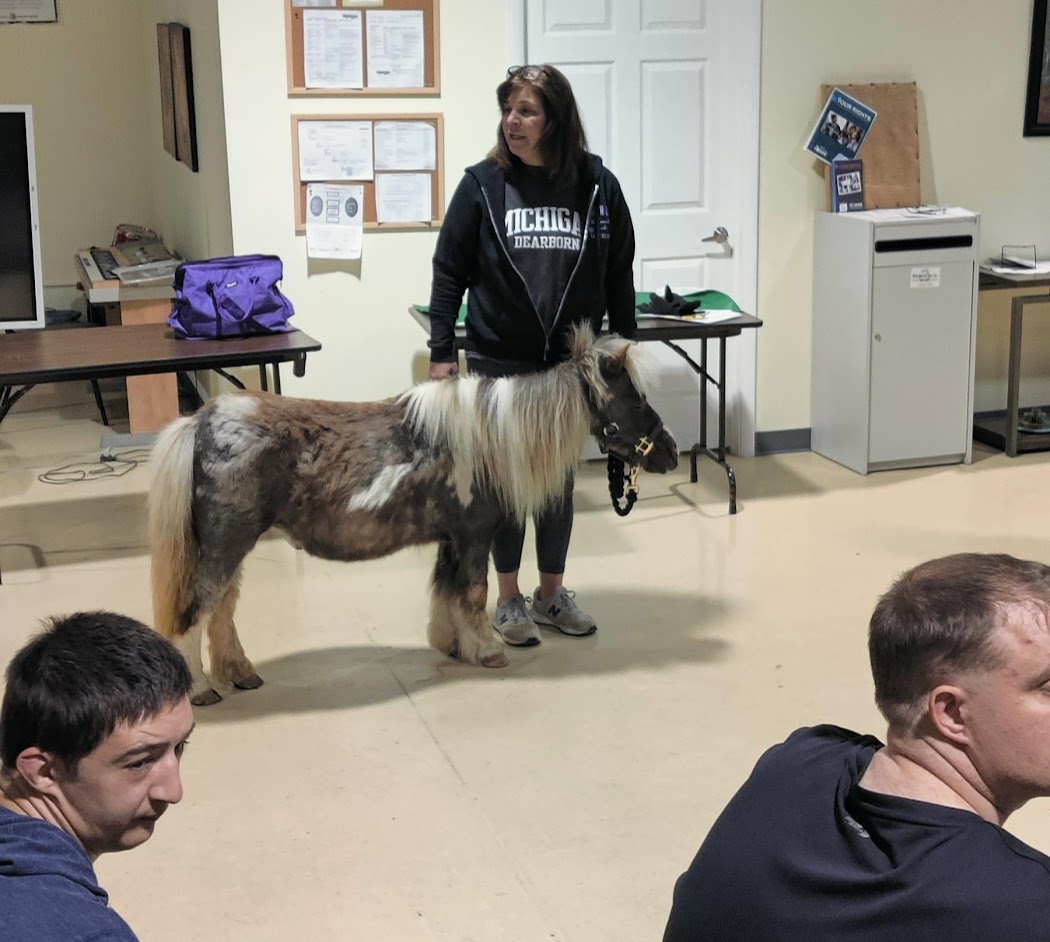 horse at life enrichment academy